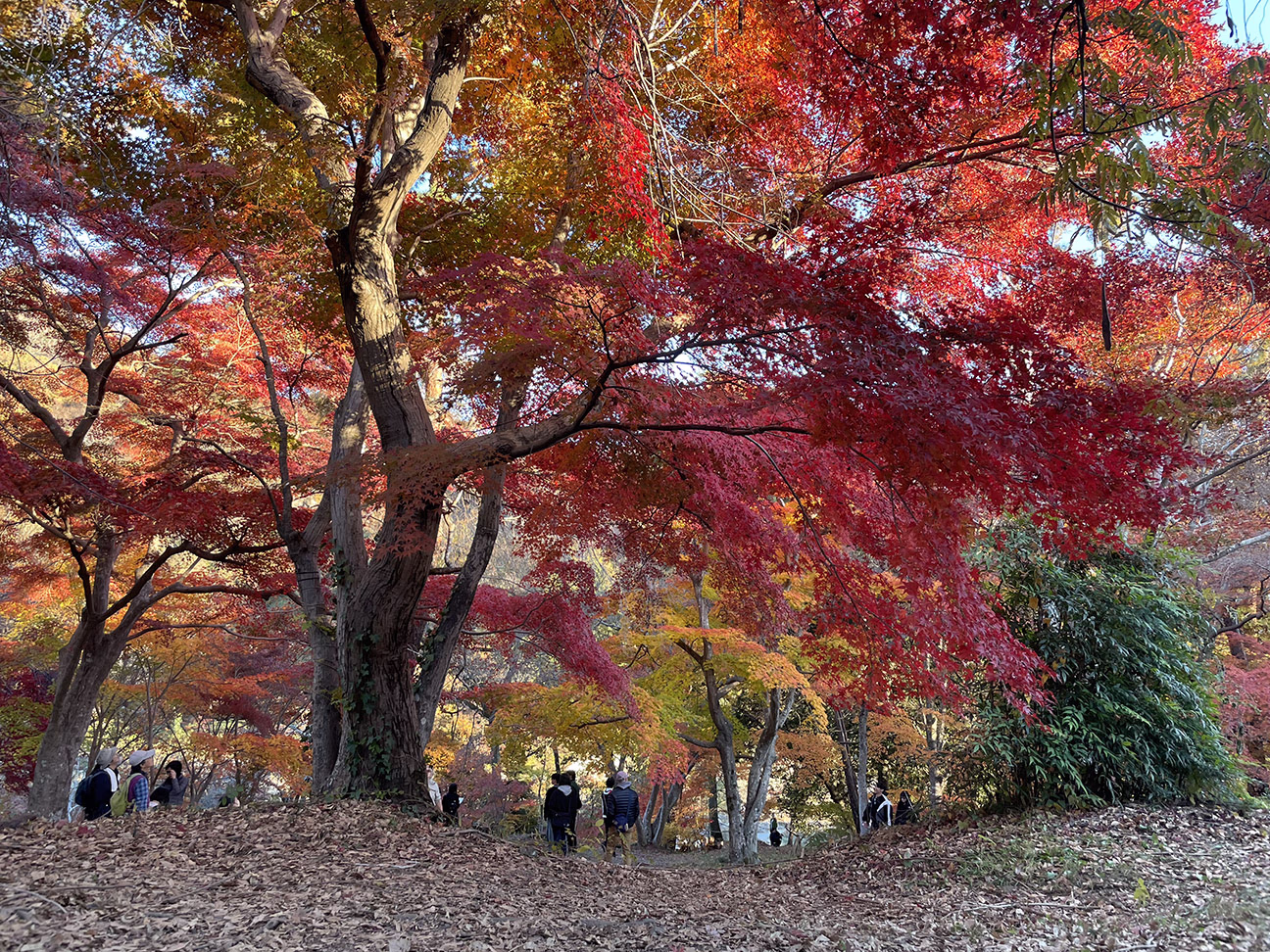 Day 2 - Lunar stone maple park